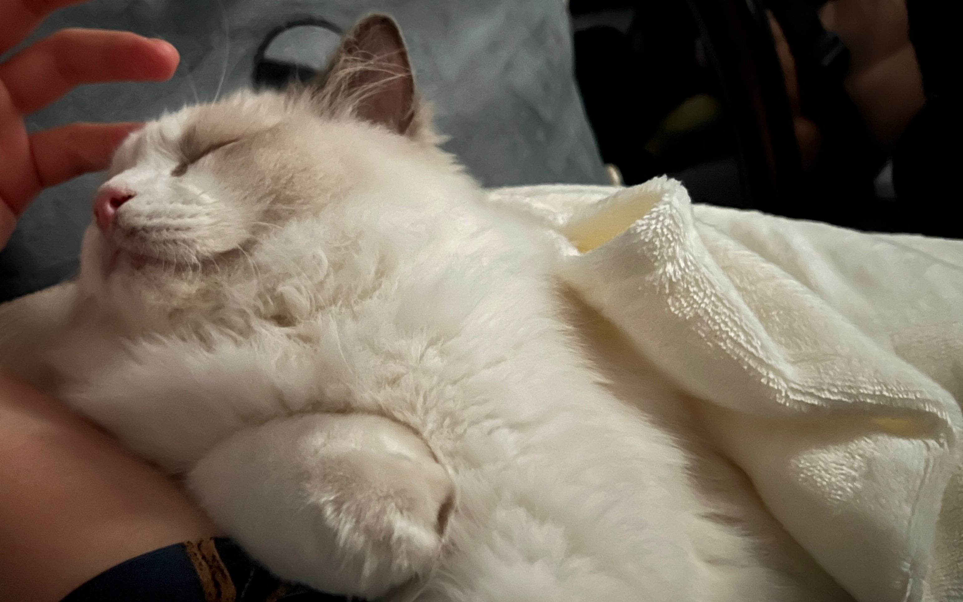 爱干净的小猫咪