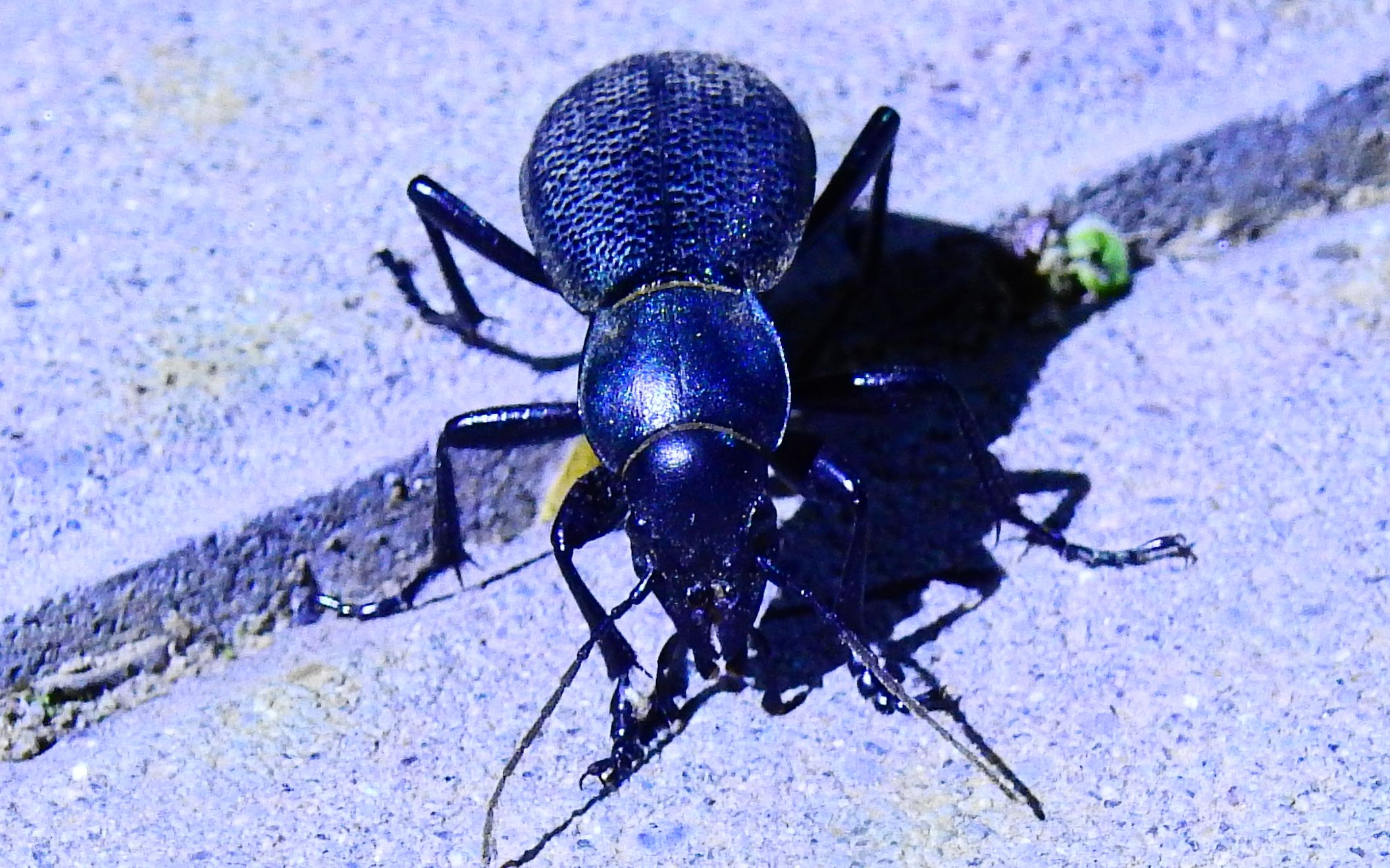 【麻步甲】宠物老麻开饭记录