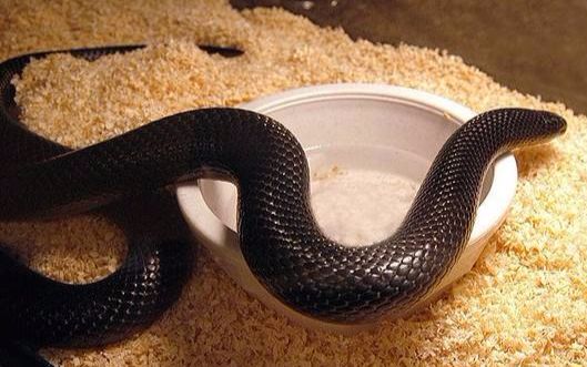 【喂食】黑王蛇再次登场!家中蛇蛇们悉数亮相