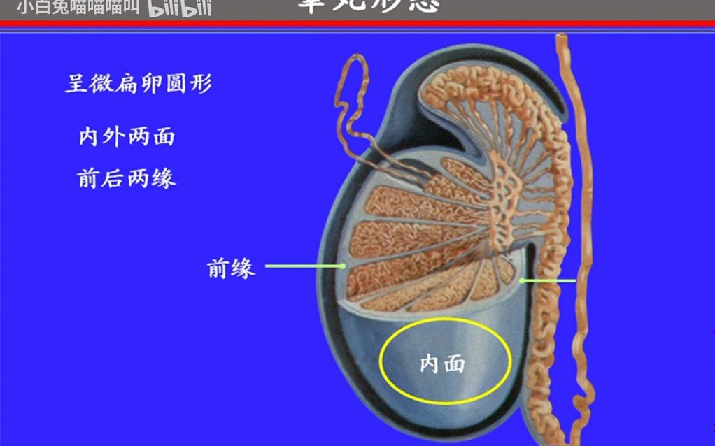 68.睾丸与附睾——系统解剖学、局部解剖学——这一套就够了哔哩哔哩bilibili