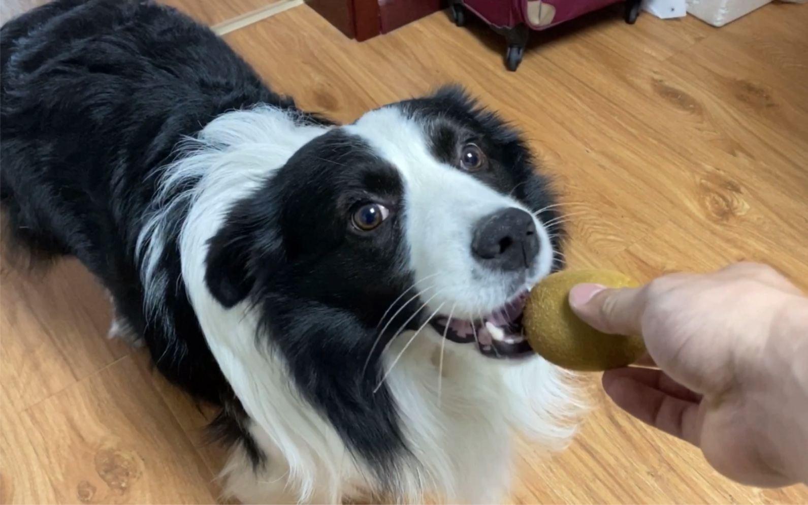 边牧是最聪明的狗?这只怎么啥都想吃,主人吐槽买错了