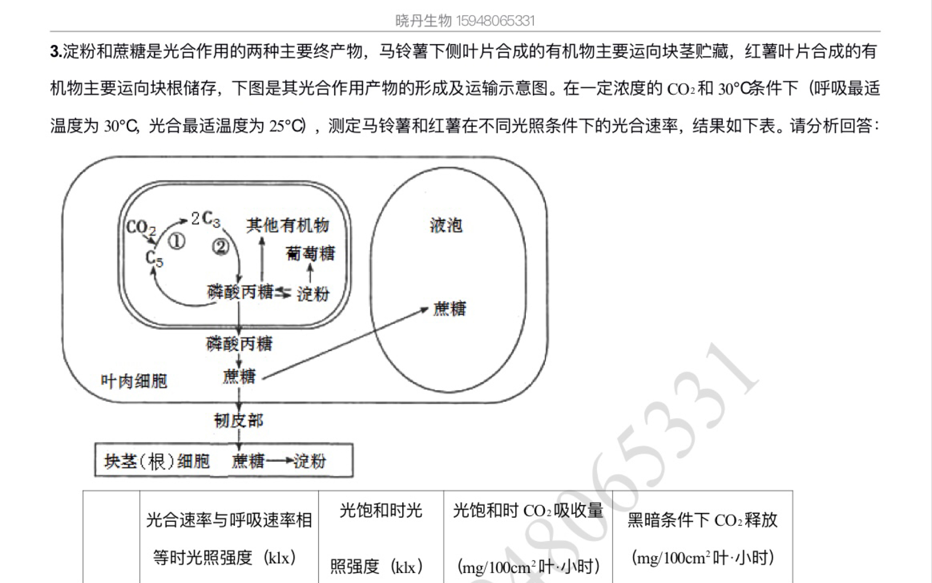 ...马铃薯下侧叶片合成的有机物主要运向块茎贮藏,红薯叶片合成的有机物主要运向块根储存,下图是其光合作用产物的形成及运输示意图.哔哩哔哩bilibili