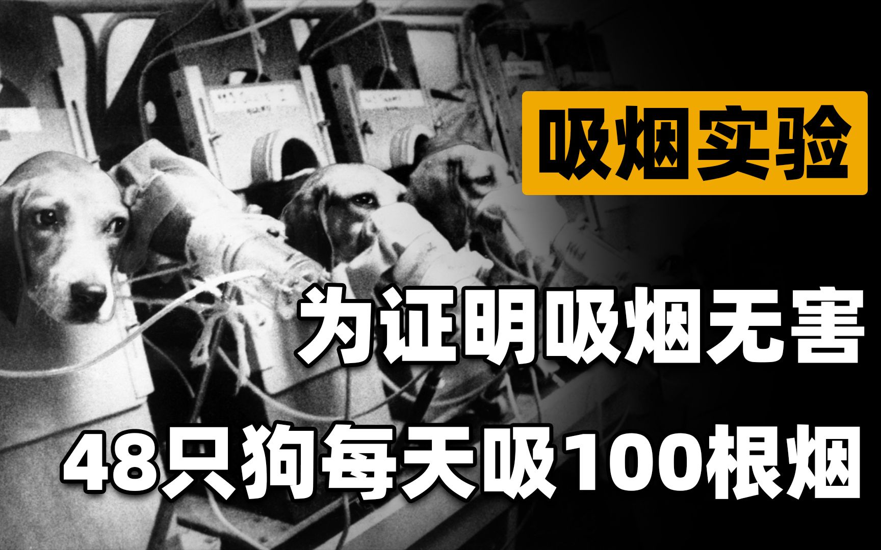 吸烟真的有害健康吗?英国公司让48只实验犬,每天吸100支烟哔哩哔哩bilibili