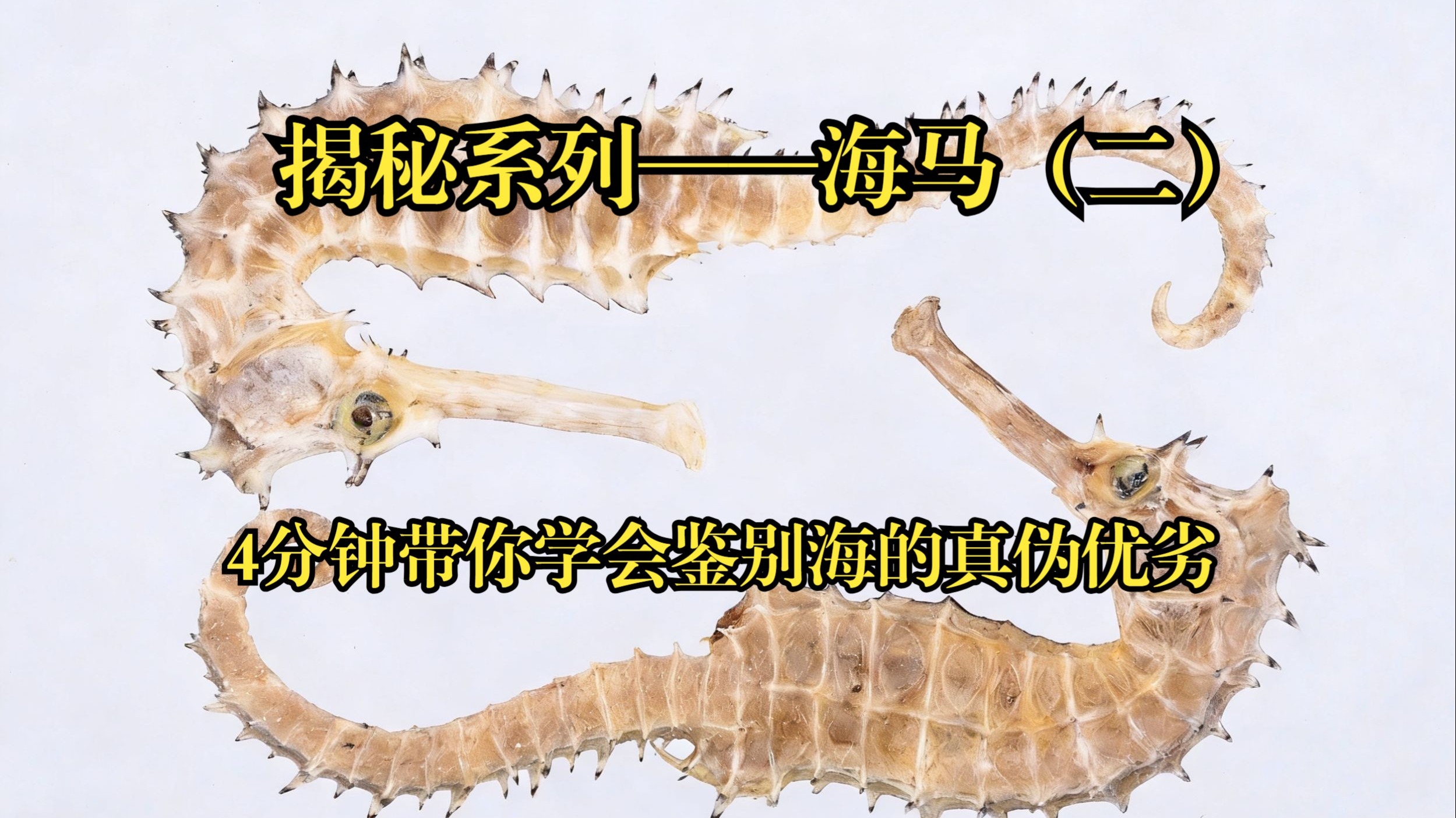 :4分钟带你学会鉴别海马的真伪优劣