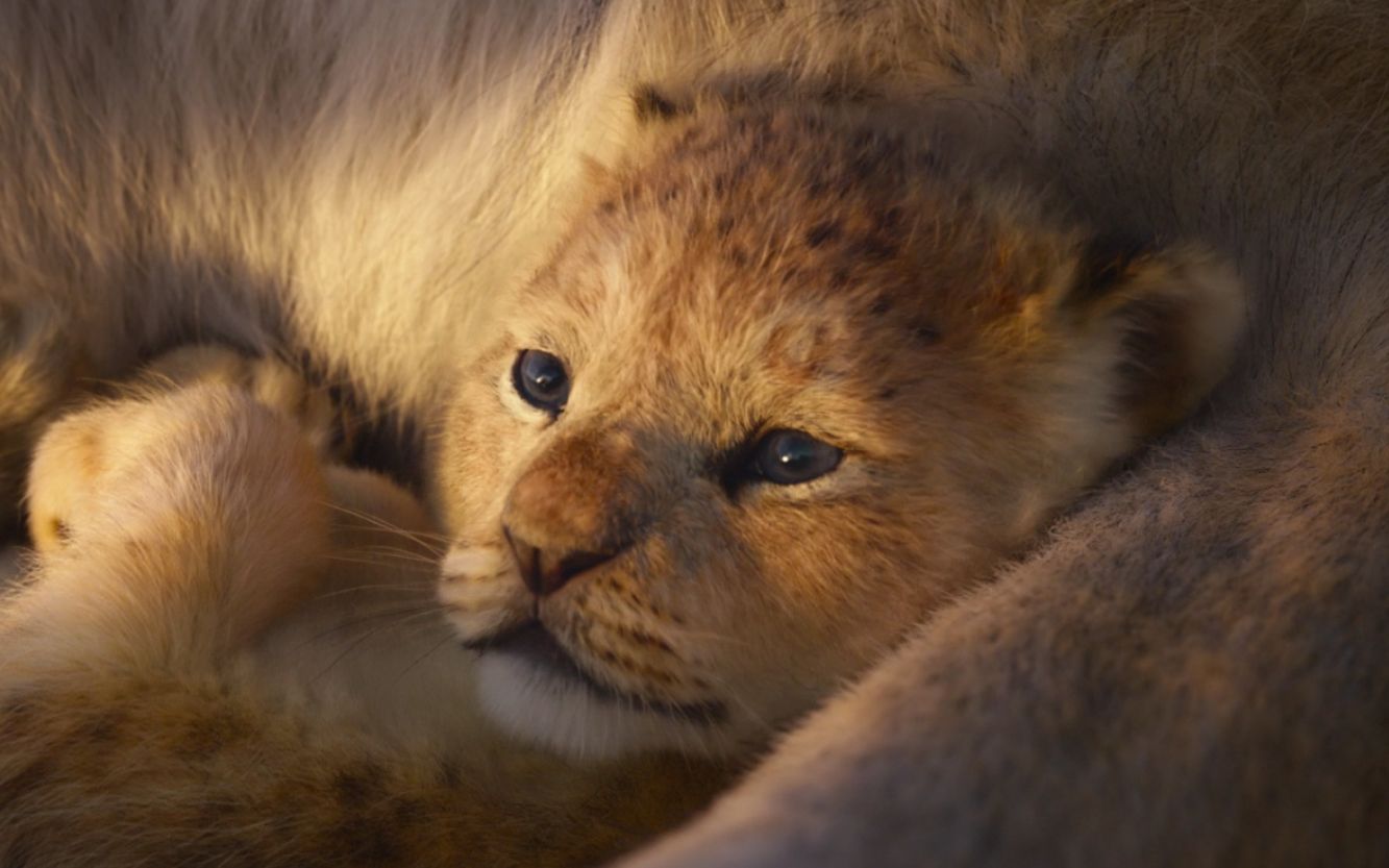 真人《狮子王》预告超多新镜头,打喷嚏的小辛巴好可爱