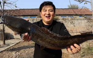 Скачать видео: 赶集买了两条大鲶鱼，做个鲶鱼火锅，肉质细嫩，麻辣鲜香，真美味