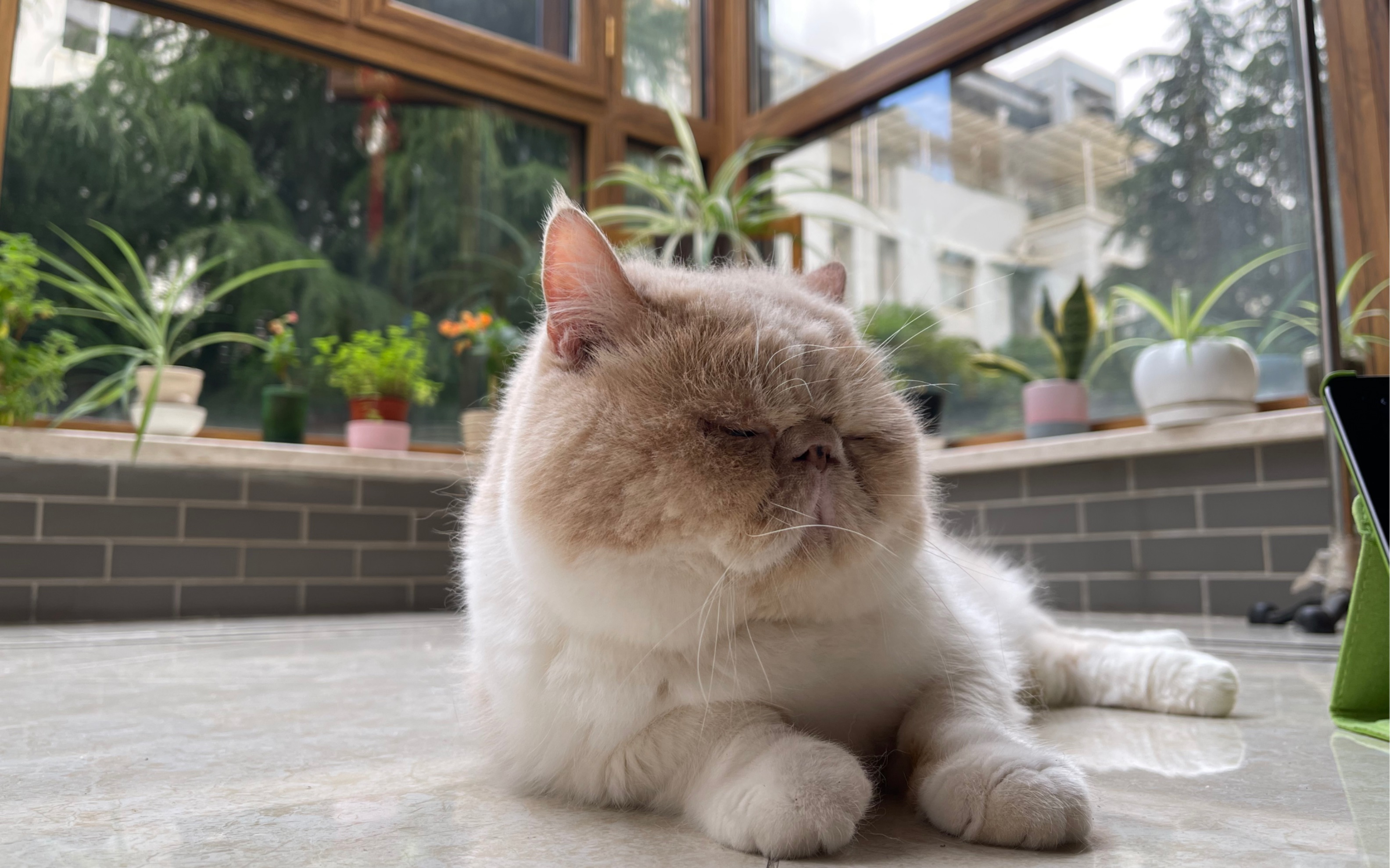 加菲猫自娱自乐