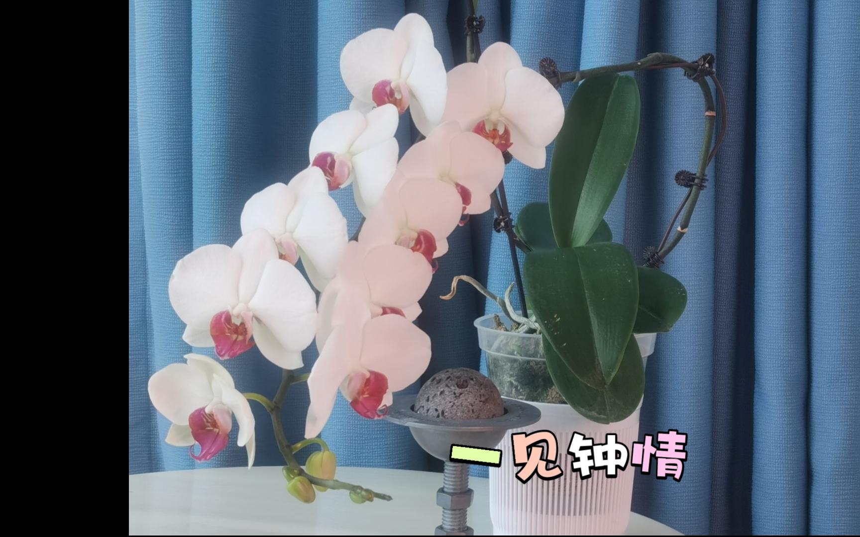 一见钟情蝴蝶兰