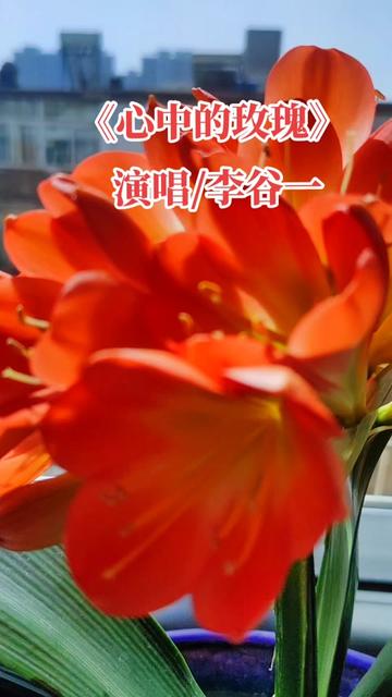 心中的玫瑰,深情的玫瑰,永远的玫瑰.