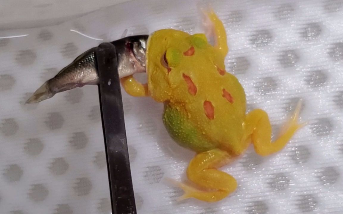 皮卡丘黄金角蛙捕食小鱼_哔哩哔哩_bilibili