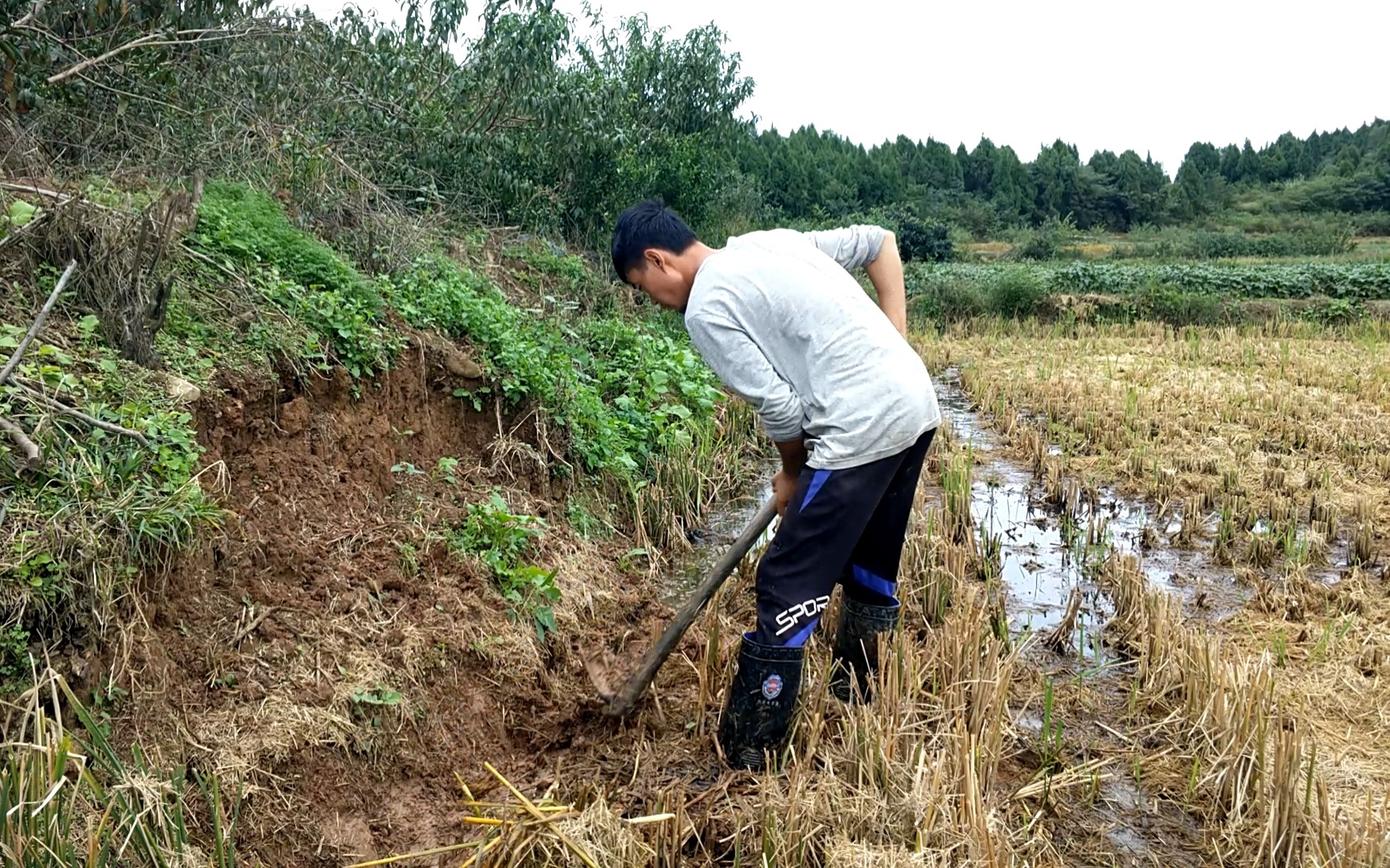 小伙挖地挖出很多黄鳝本以为他会拿回去吃结果却让人点赞