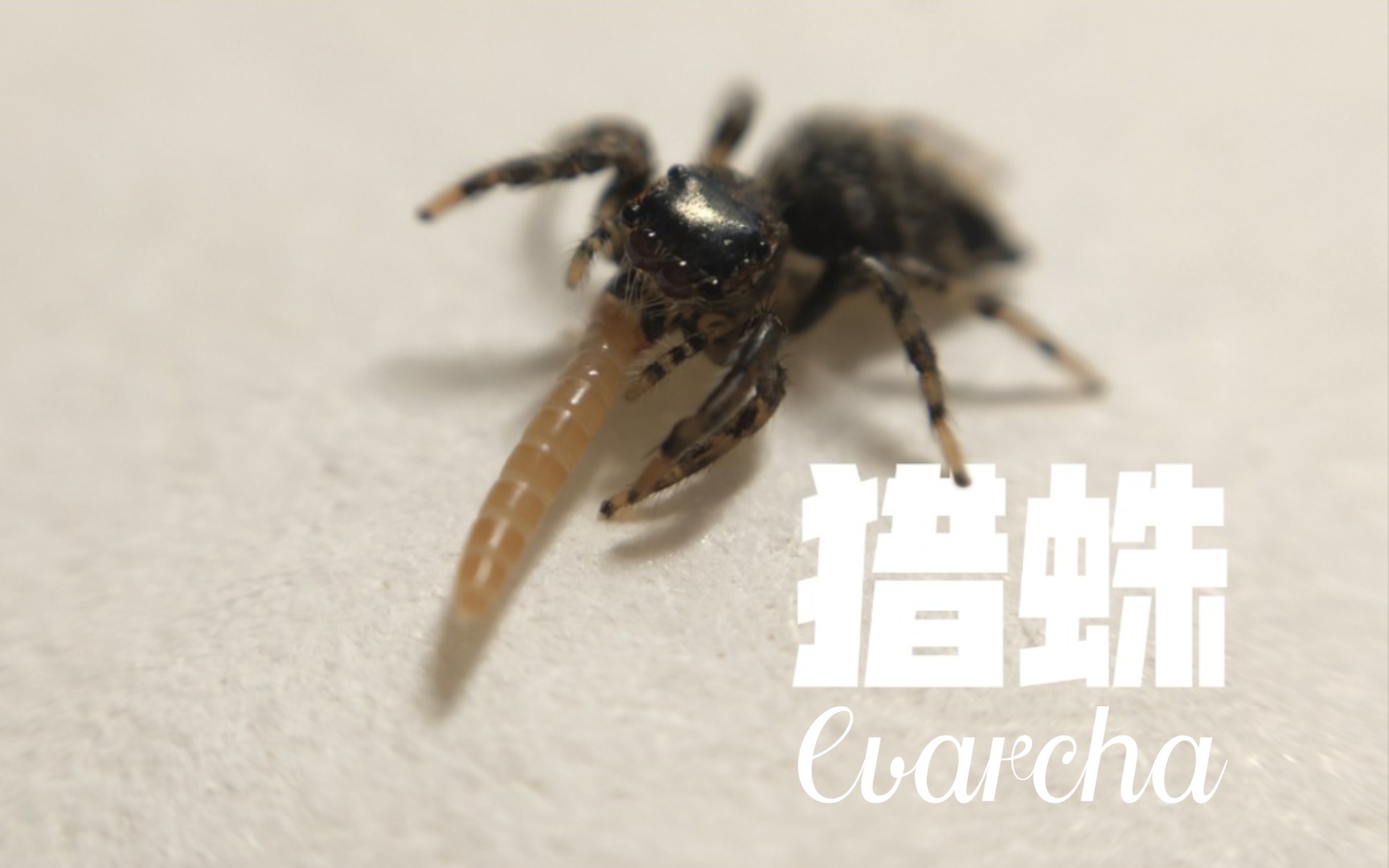 【微距】小猎蛛吔小面包虫-(跳蛛科猎蛛属)