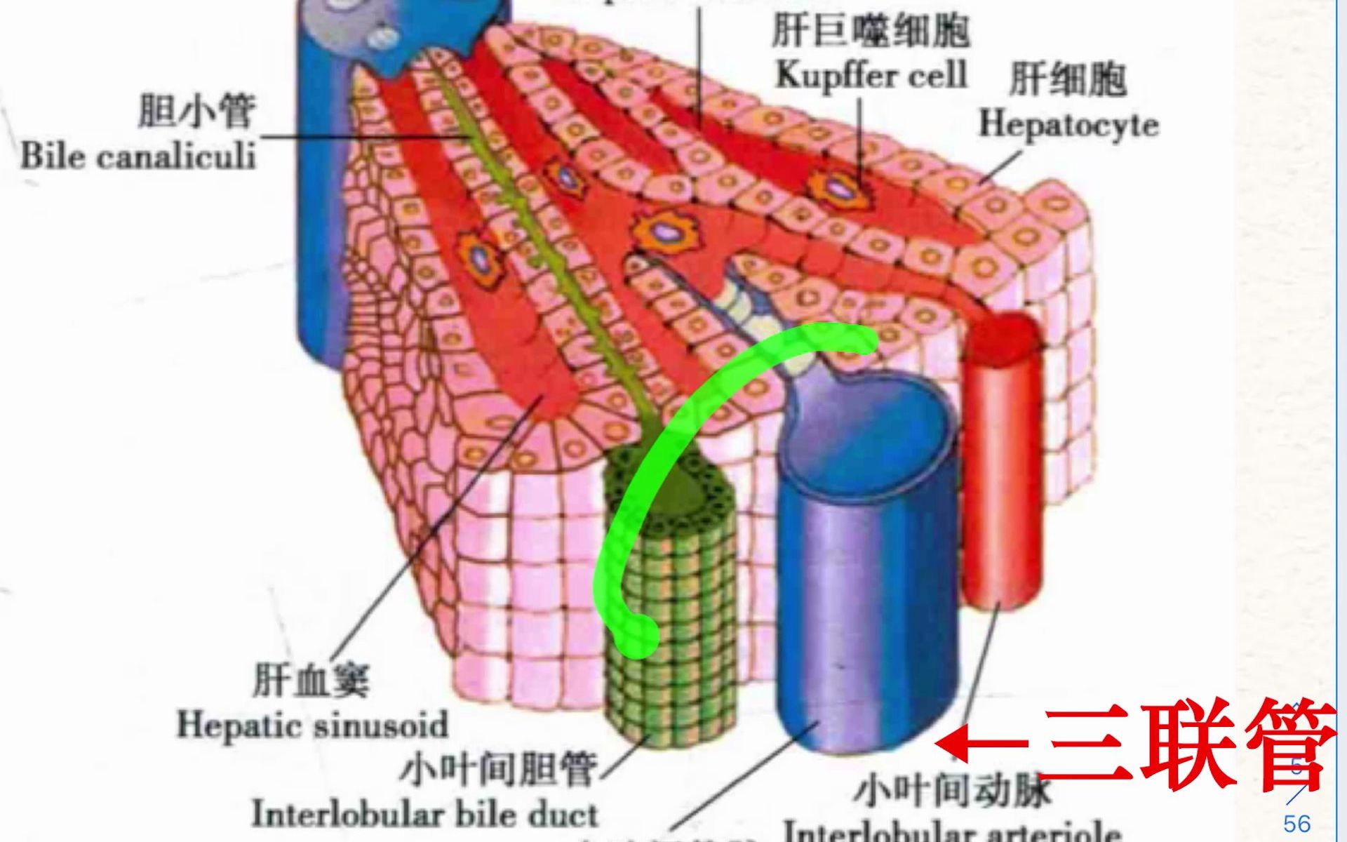 [图]【图解组胚】肝脏玻片：说说肝小叶、肝板、门管区，看看血液和胆汁的流向，谈谈肝细胞的三个面