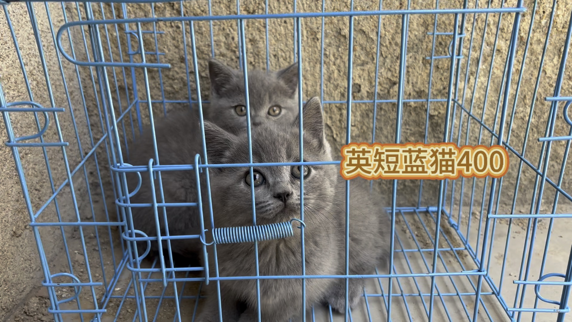 收了两只英短蓝猫800你们感觉贵吗?