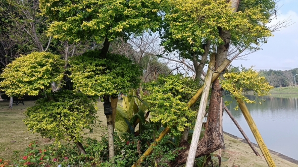 [图]人间浪漫日常，偶遇小王子和他的玫瑰花以及小狐狸