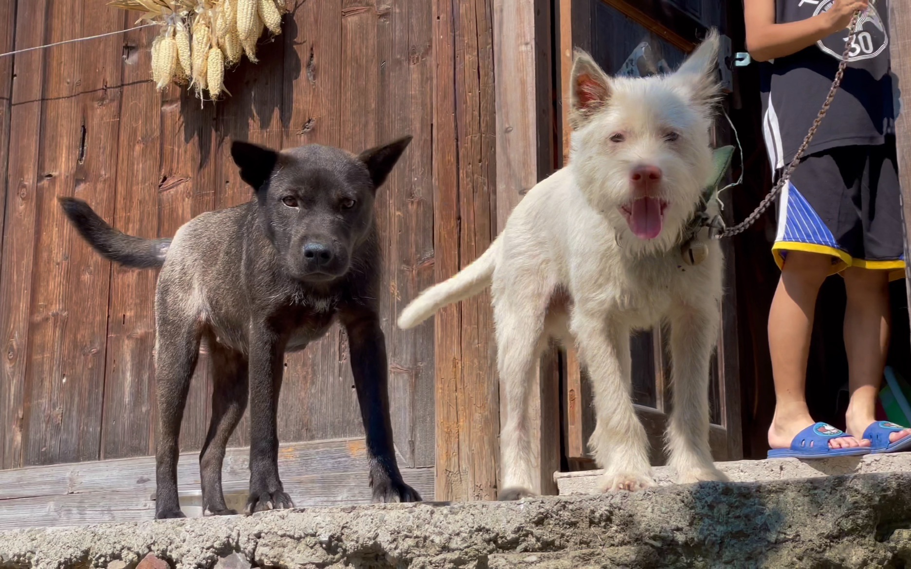 黑白双煞猎犬每天等待主人回家,看它们摇尾巴的样子感觉很温暖