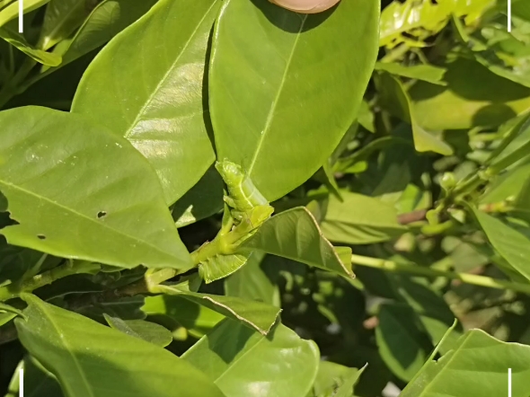 珠顶红的花语是渴望被爱,追求爱;蒲公英的花语无法停留的爱;栀子花的花语坚强、永恒的爱、一生的守候.爱情的功课每个人都是不一样的哈.哔哩...