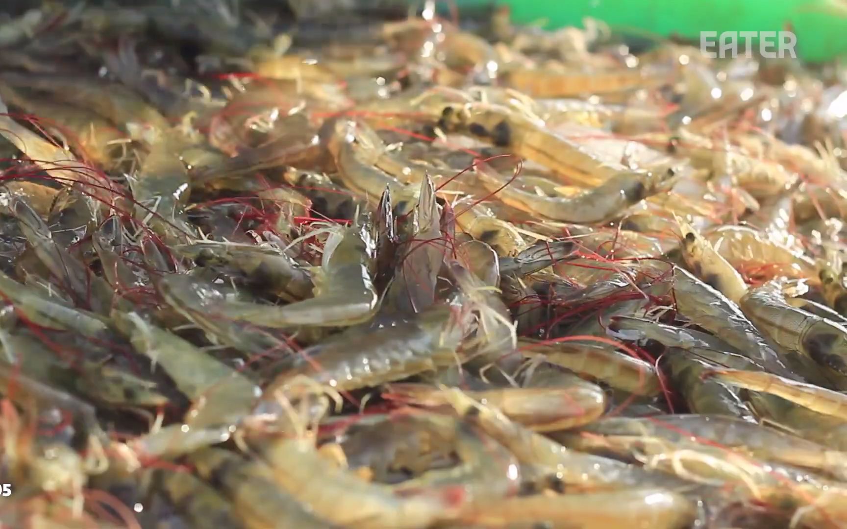 美国最大的室内养虾场如何每年售出 200 万只虾how americas biggest