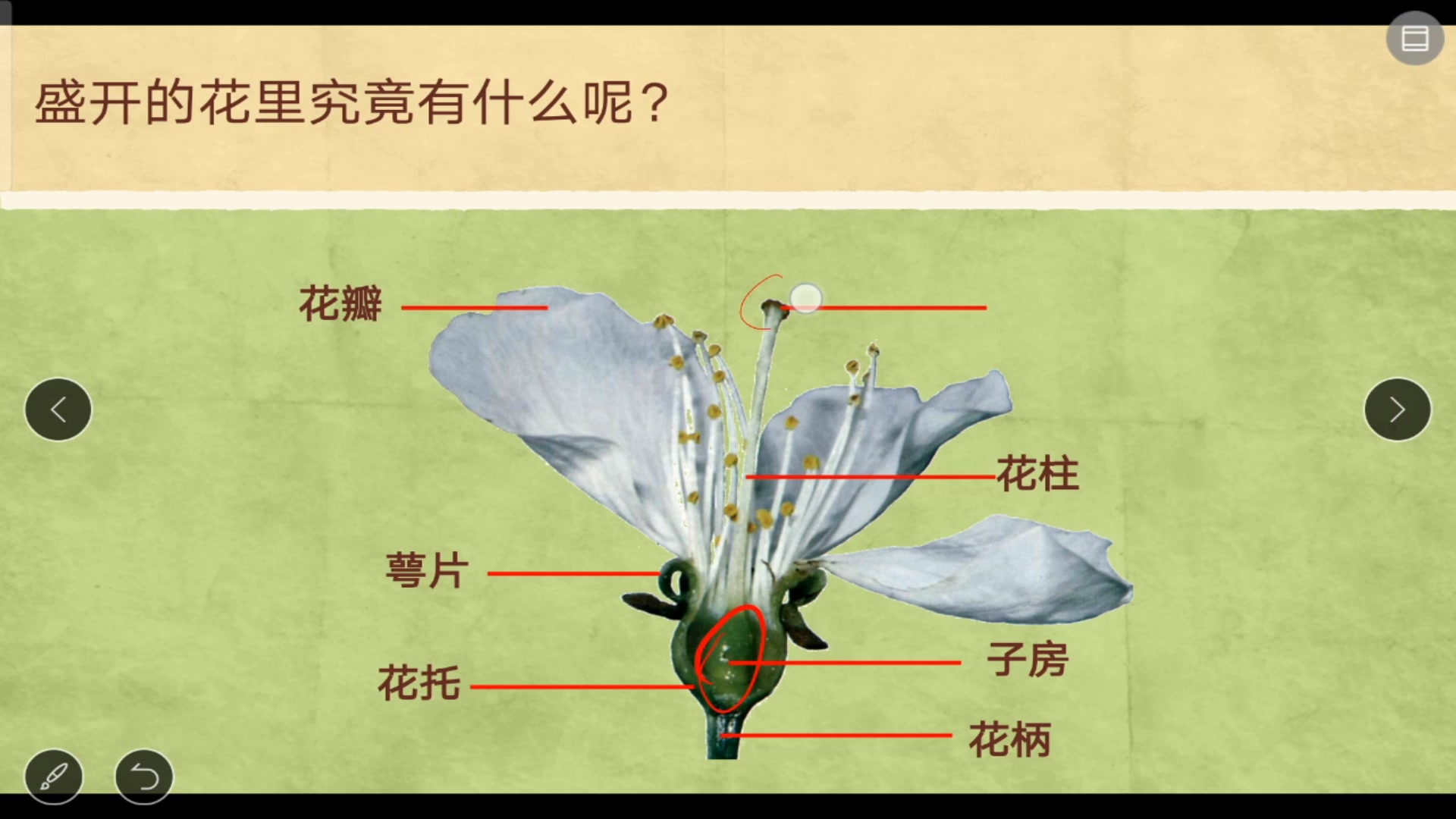 【七年级科学(下册)】植物的一生哔哩哔哩bilibili