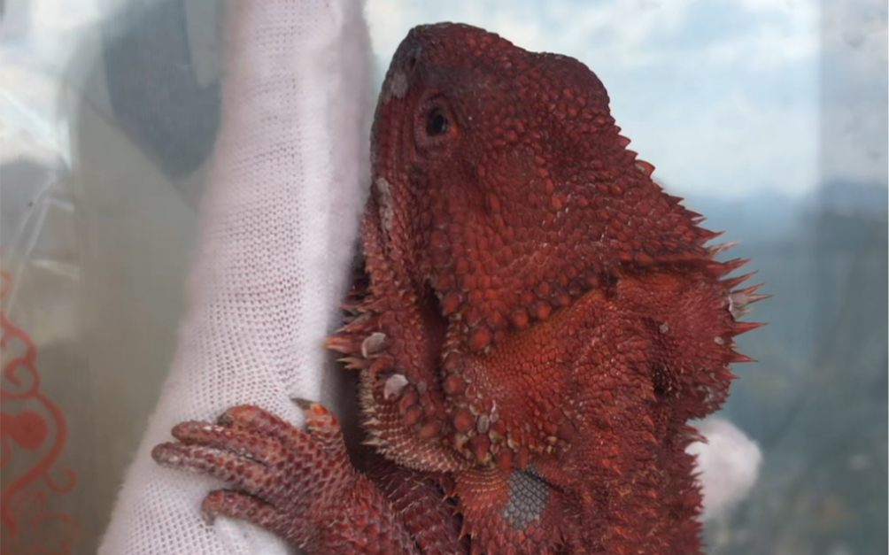 出鬃狮蜥,隐果隐白甲,公,38cm.