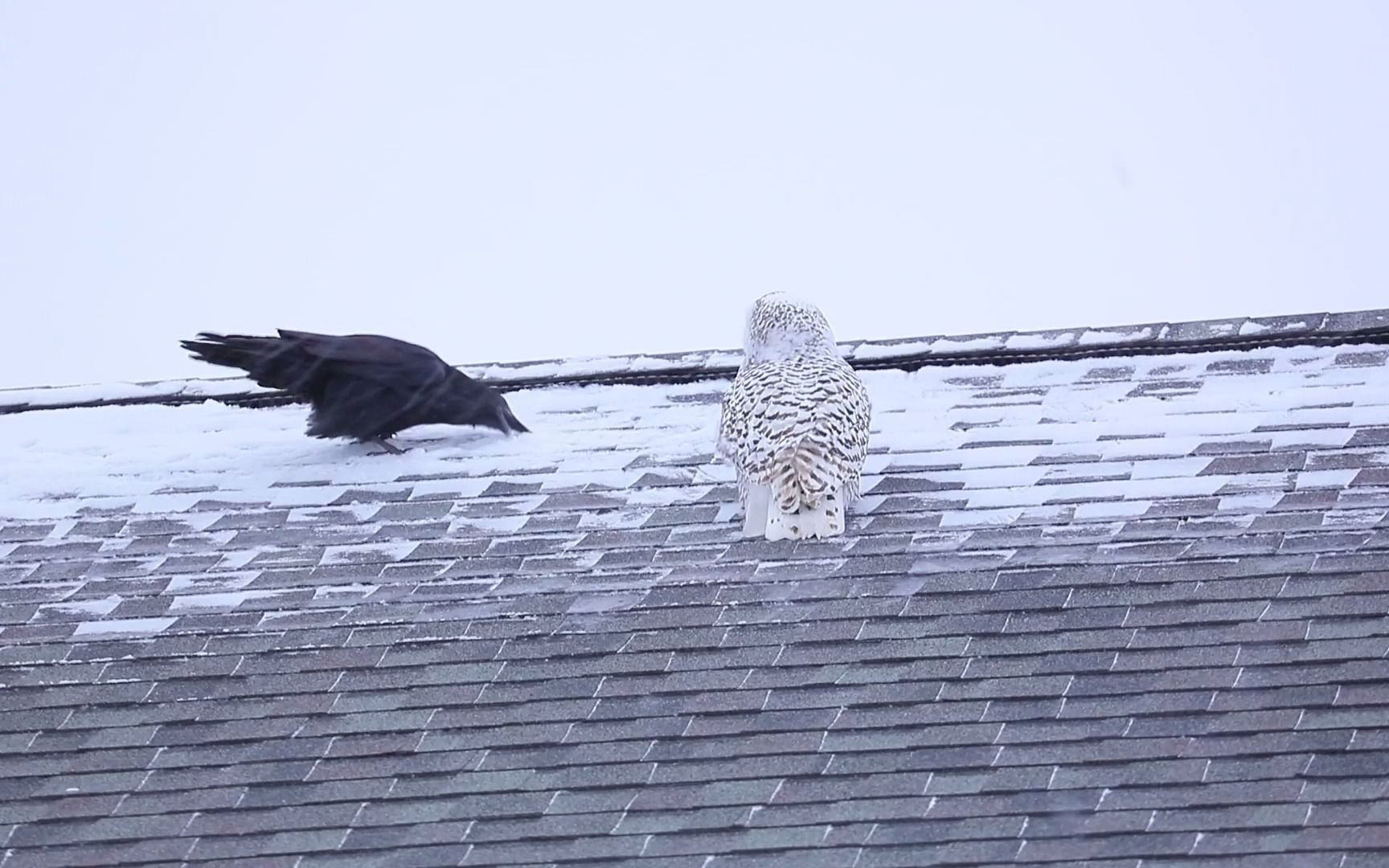 [图]【黑白对决】雪鸮VS乌鸦