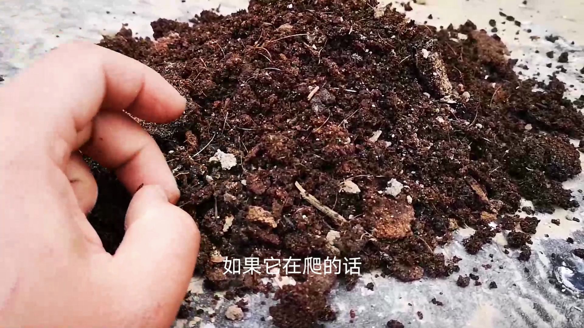 自制有机肥,腐化到什么程度可以用来种花呢?满足3个标准就可以用了哔哩哔哩bilibili