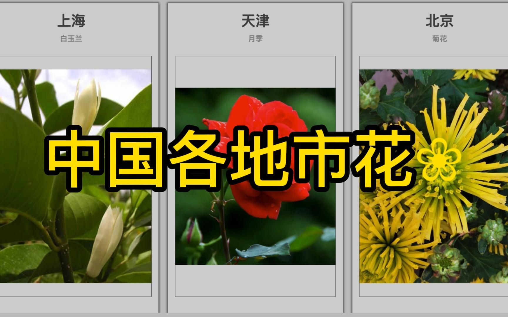 中国各地市花巡礼,哪一种花霸榜?哔哩哔哩bilibili