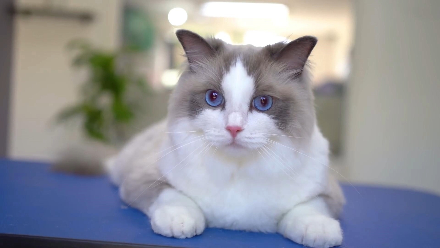 缅因猫理发,蓝眼睛大猫咪