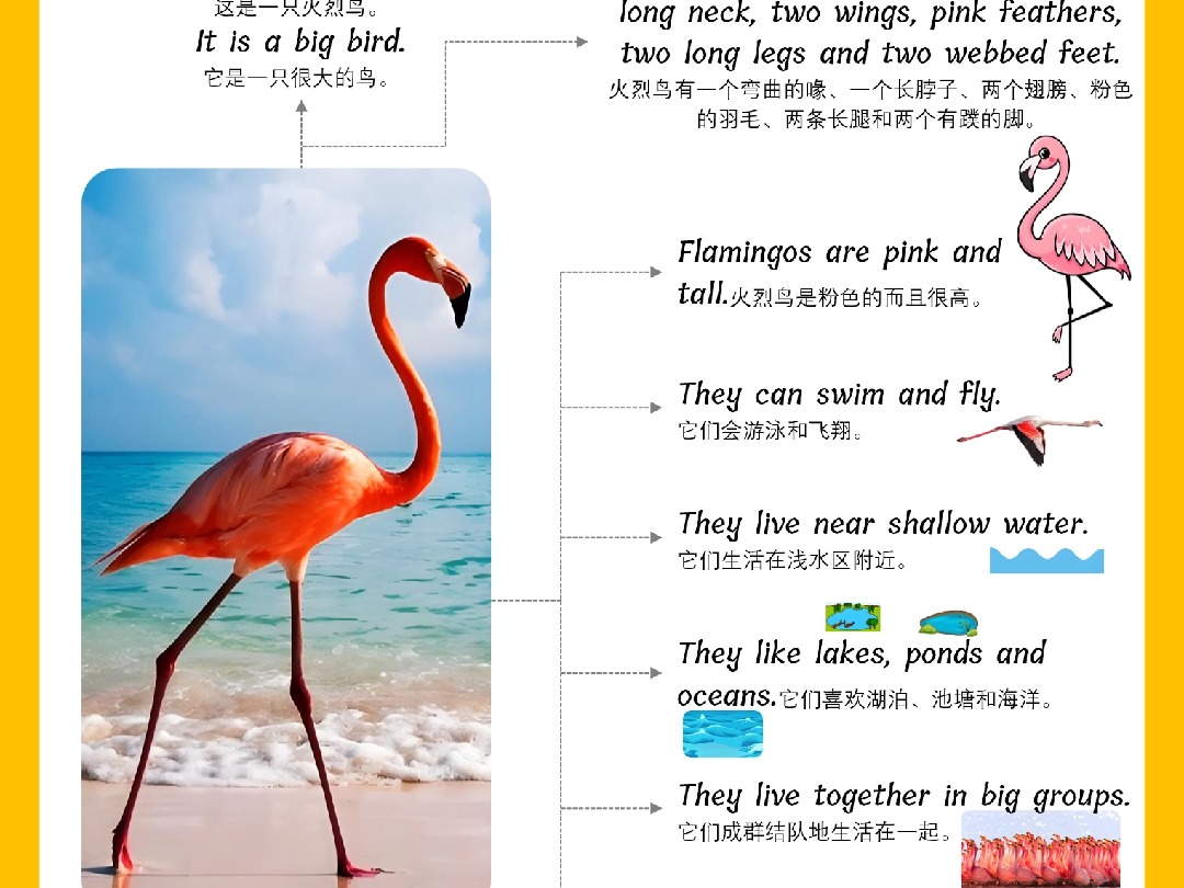 06-flamingo视频版