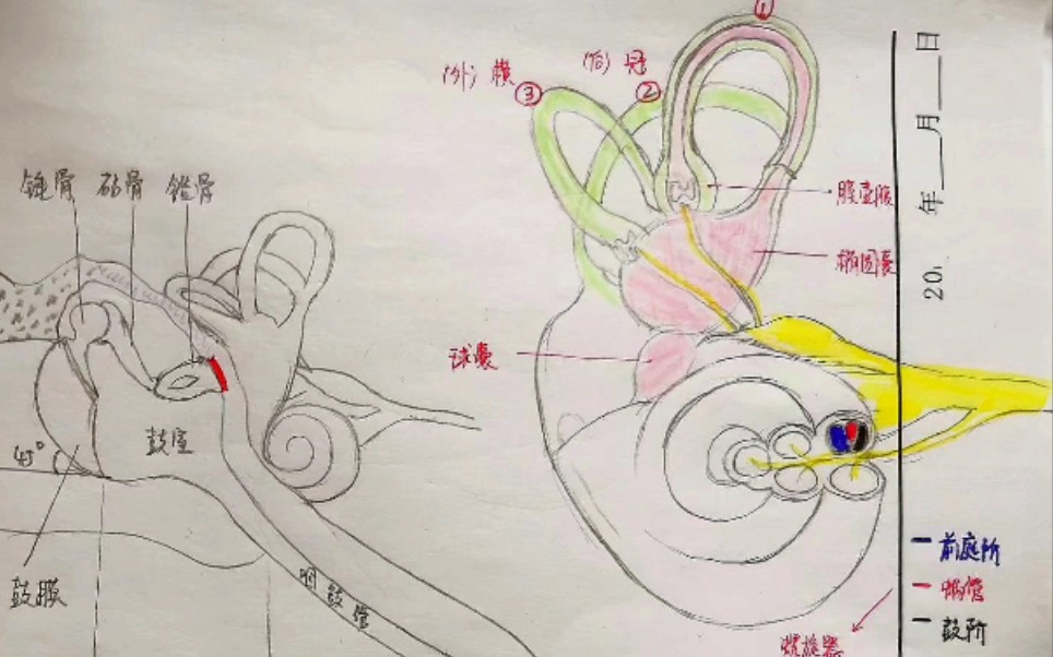 感觉器官 之 前庭蜗器哔哩哔哩bilibili