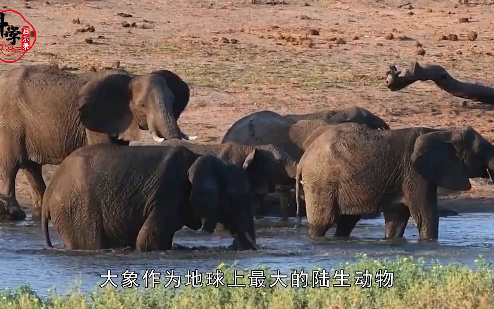 交配时间不到1分钟,怀孕却长达22个月,为何大象孕期那么长?