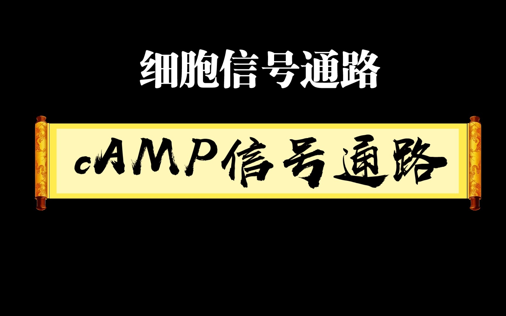 细胞信号通路系列5一cAMP信号通路哔哩哔哩bilibili