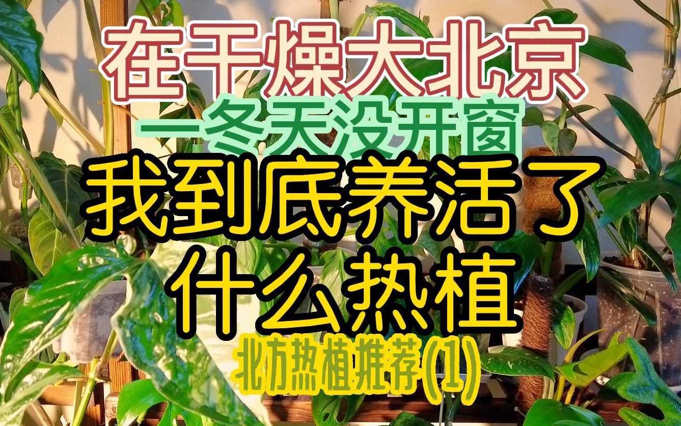 北方养热带植物?让我来推荐你几种吧哔哩哔哩bilibili