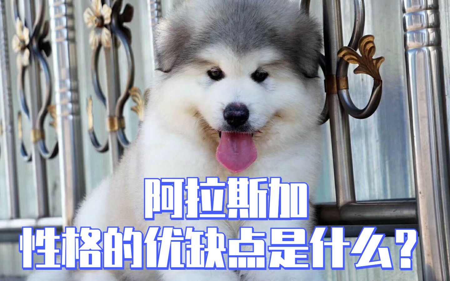 阿拉斯加犬的性格特点,优缺点是什么?哔哩哔哩bilibili