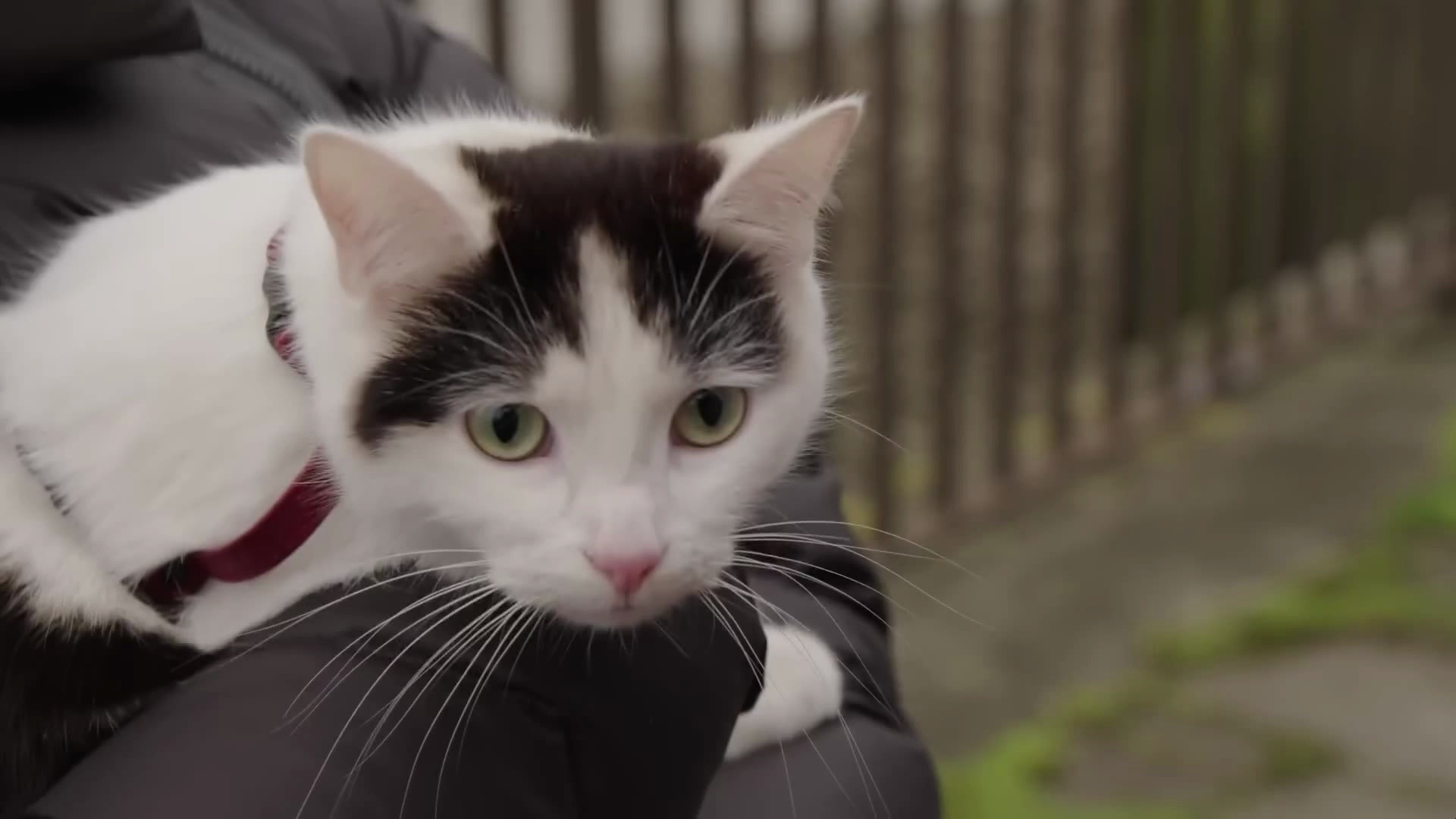 [图]末日降临还好我们有猫《寂静之地：入侵日》猫咪特辑