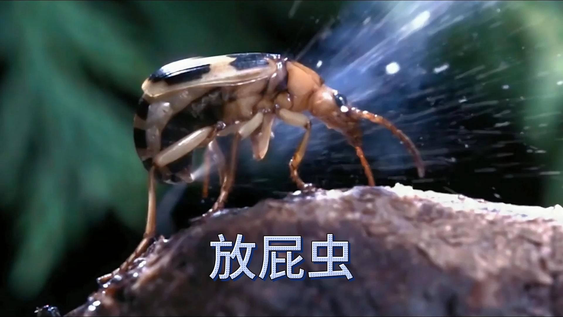 生化武器大师屁布甲虫,人人都叫它放屁虫