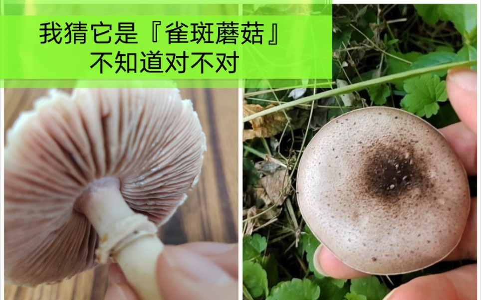 【生活记录】我猜它是『雀斑蘑菇』,不知道对不对