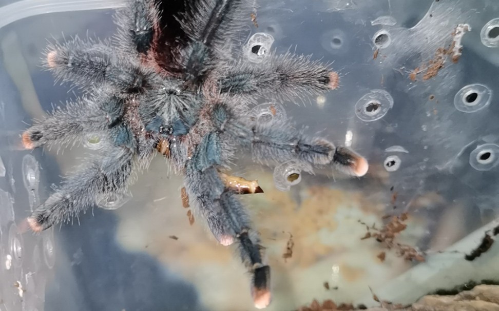 【捕鸟蛛】月常喂食【蝎子】