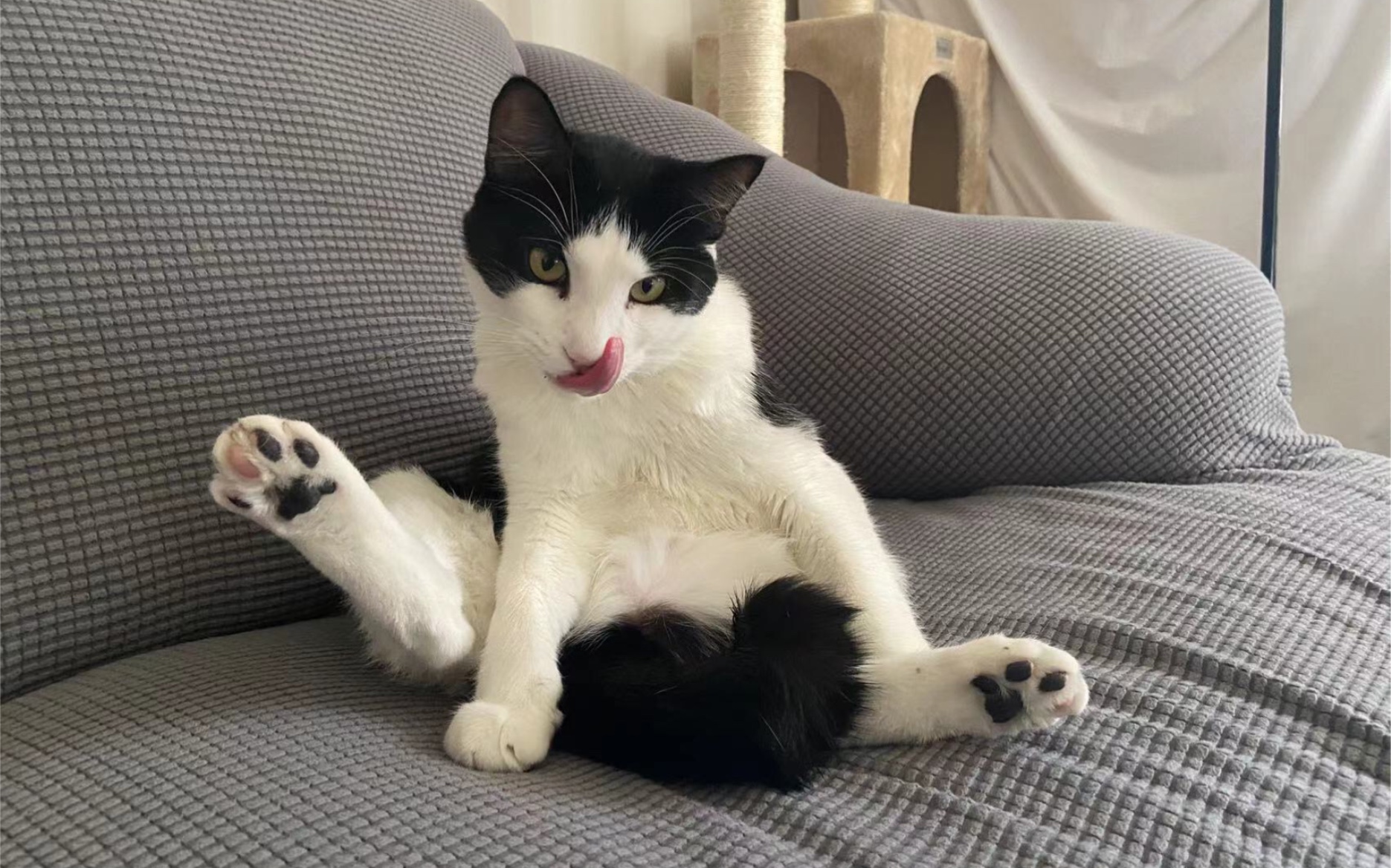 瓜皮逗猫记