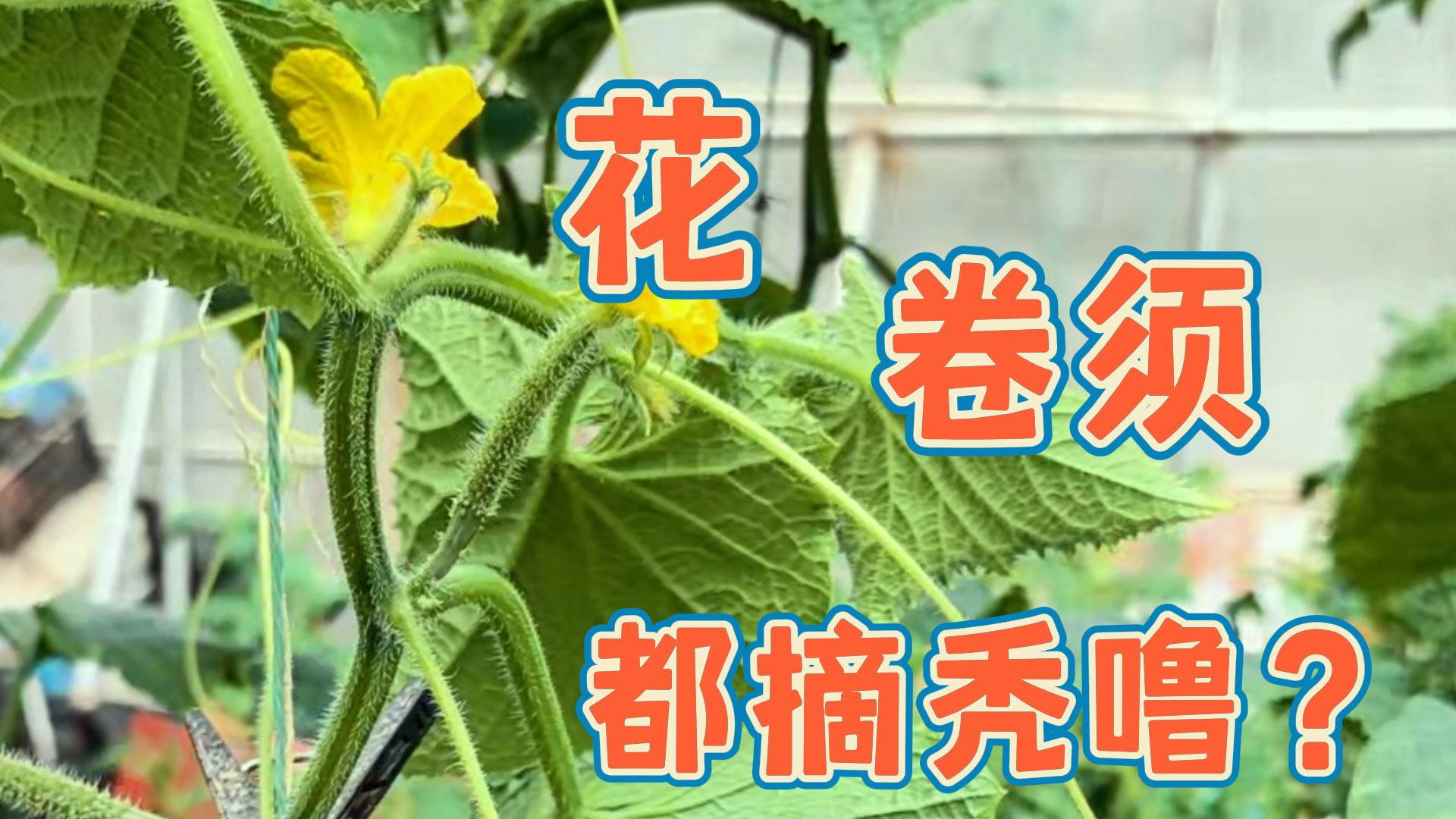 黄瓜雄花和茎卷须摘不摘?30s告诉你哔哩哔哩bilibili