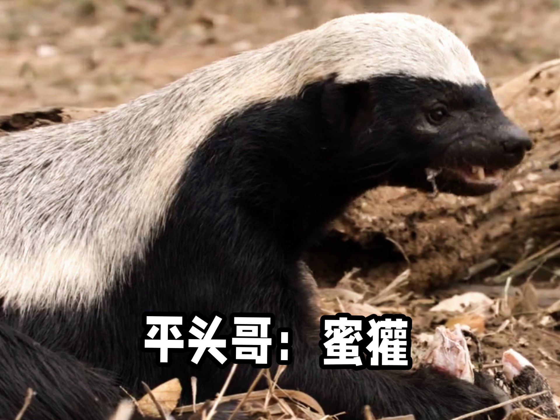 平头哥:蜜獾,不羁的人生,不服就干!