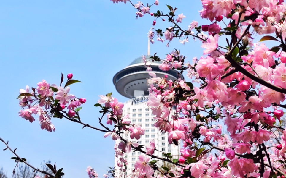 【人民公园垂丝海棠】春天就要看好多好多的花花