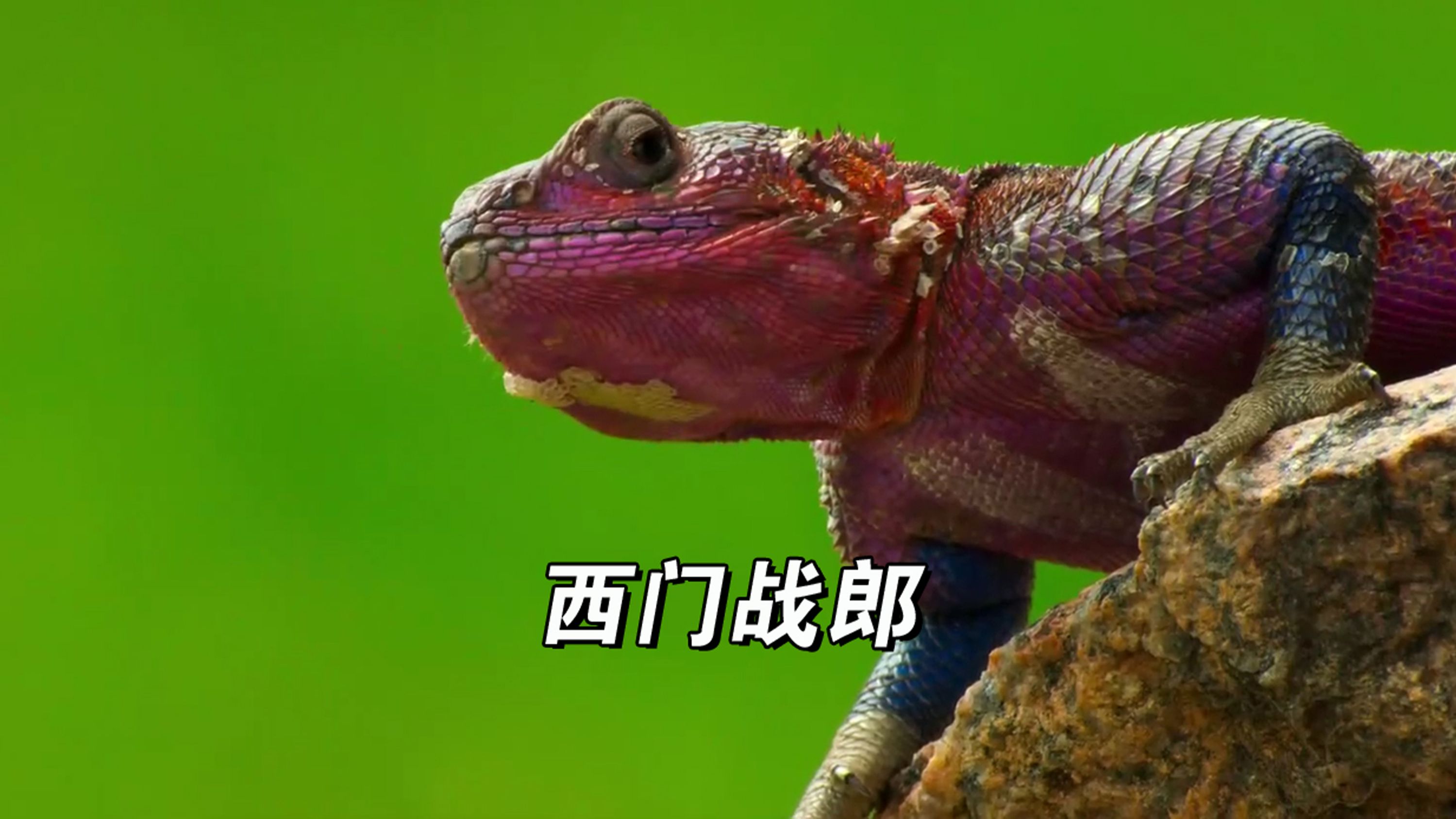 大郎和西门大官人巅峰对决