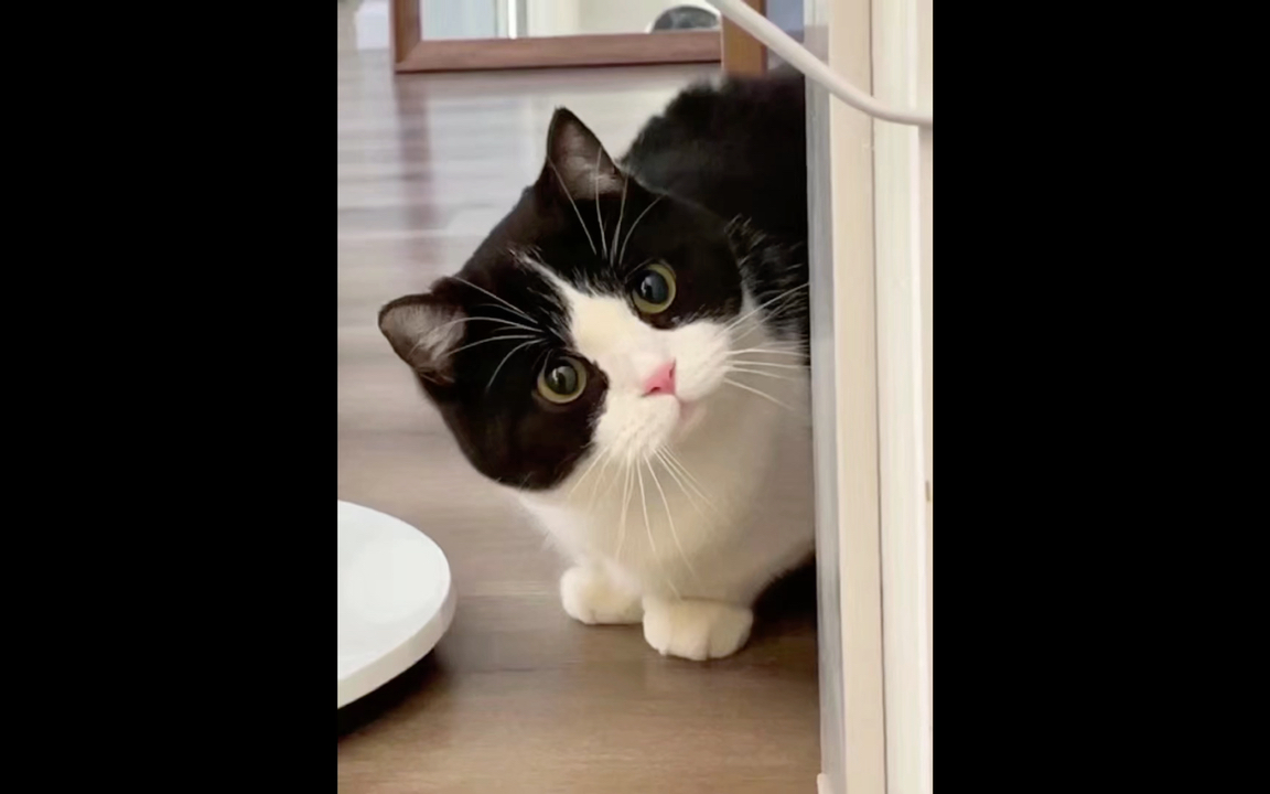 活动作品呆头呆脑