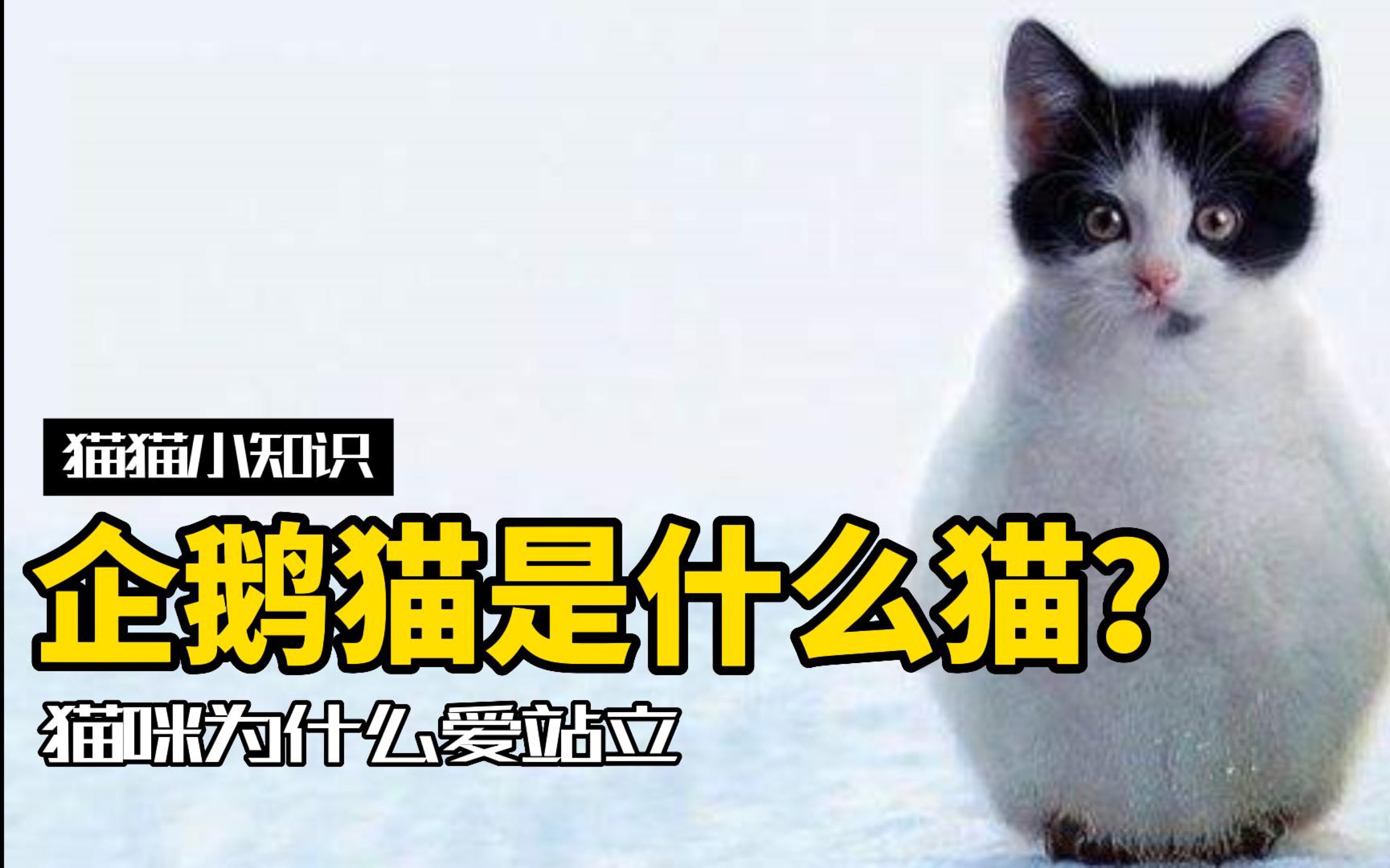 企鹅猫是什么猫?猫咪“企鹅站”的三种含意哔哩哔哩bilibili