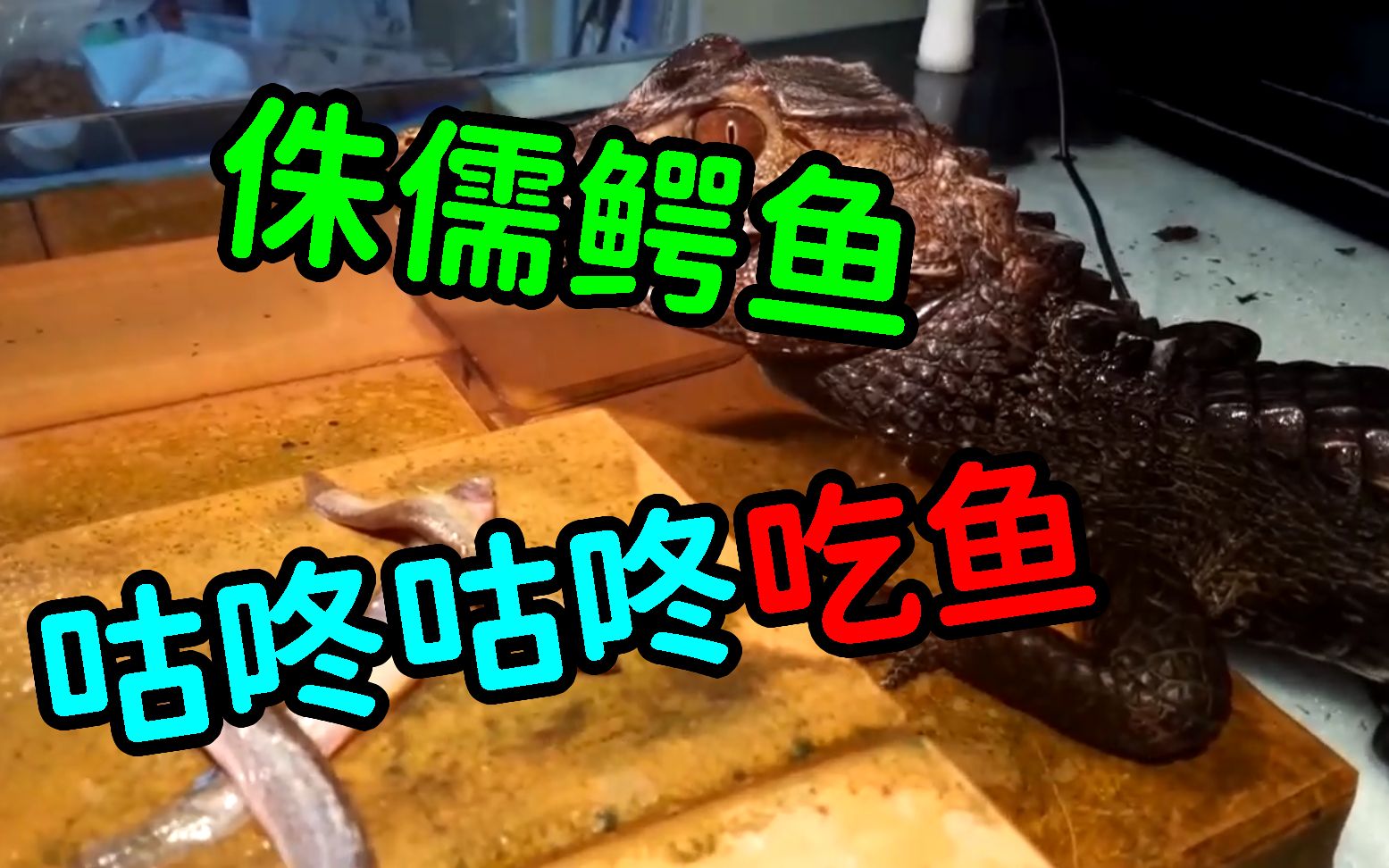 侏儒鳄鱼咕咚咕咚吃鱼首次公开