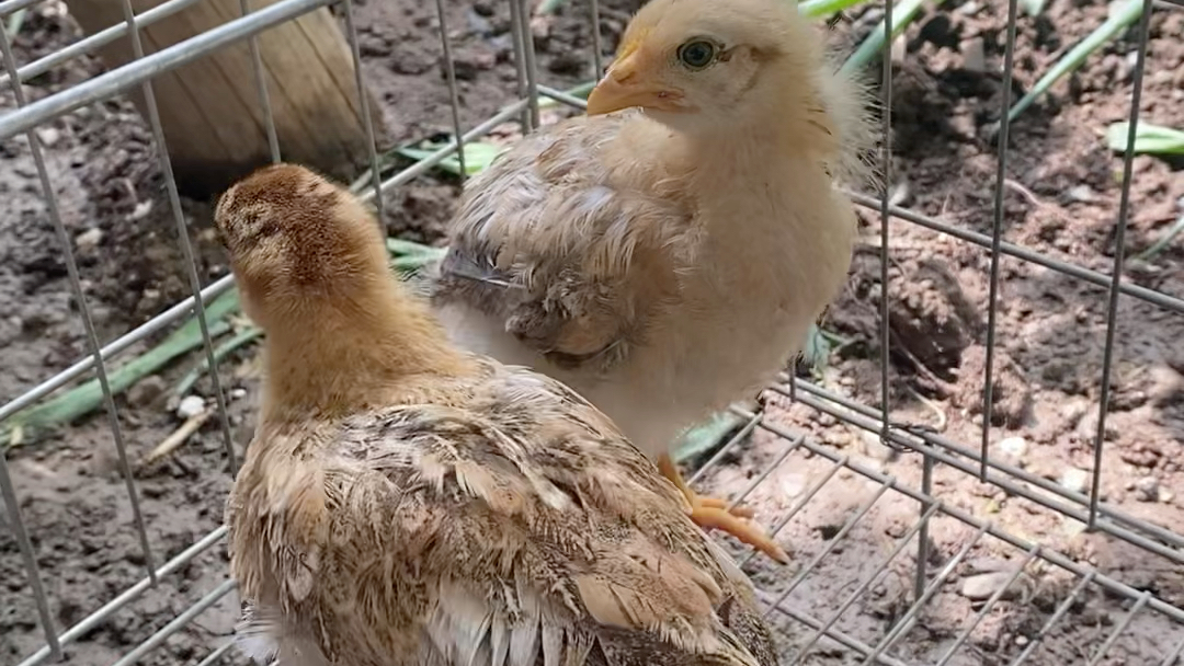 小鸡的快乐生活