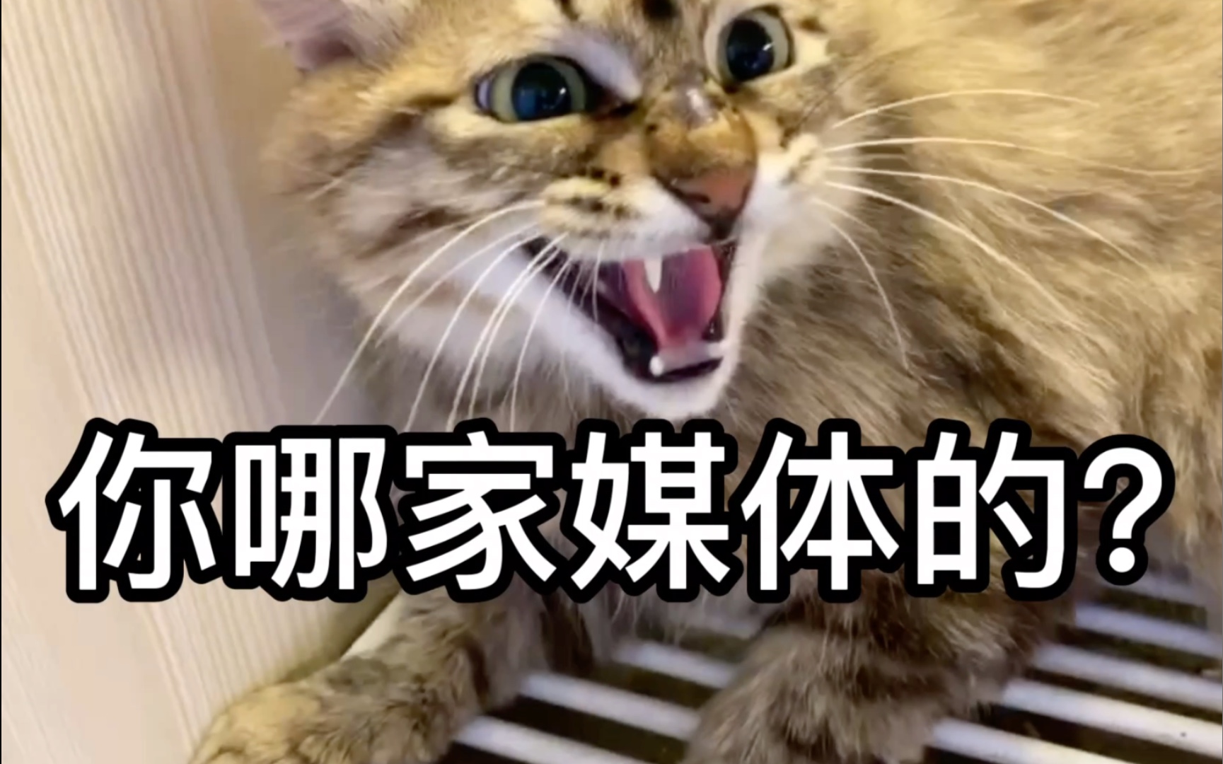 过气网红怒打记者——李狗蛋"中华打人猫"石锤_哔哩哔哩_bilibili