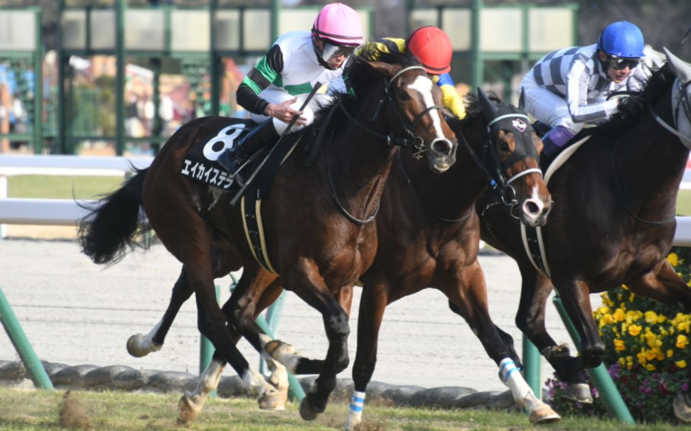 西尾特別(2勝級) 激烈的直線追逐 エイカイステラ 黃金巨匠產駒