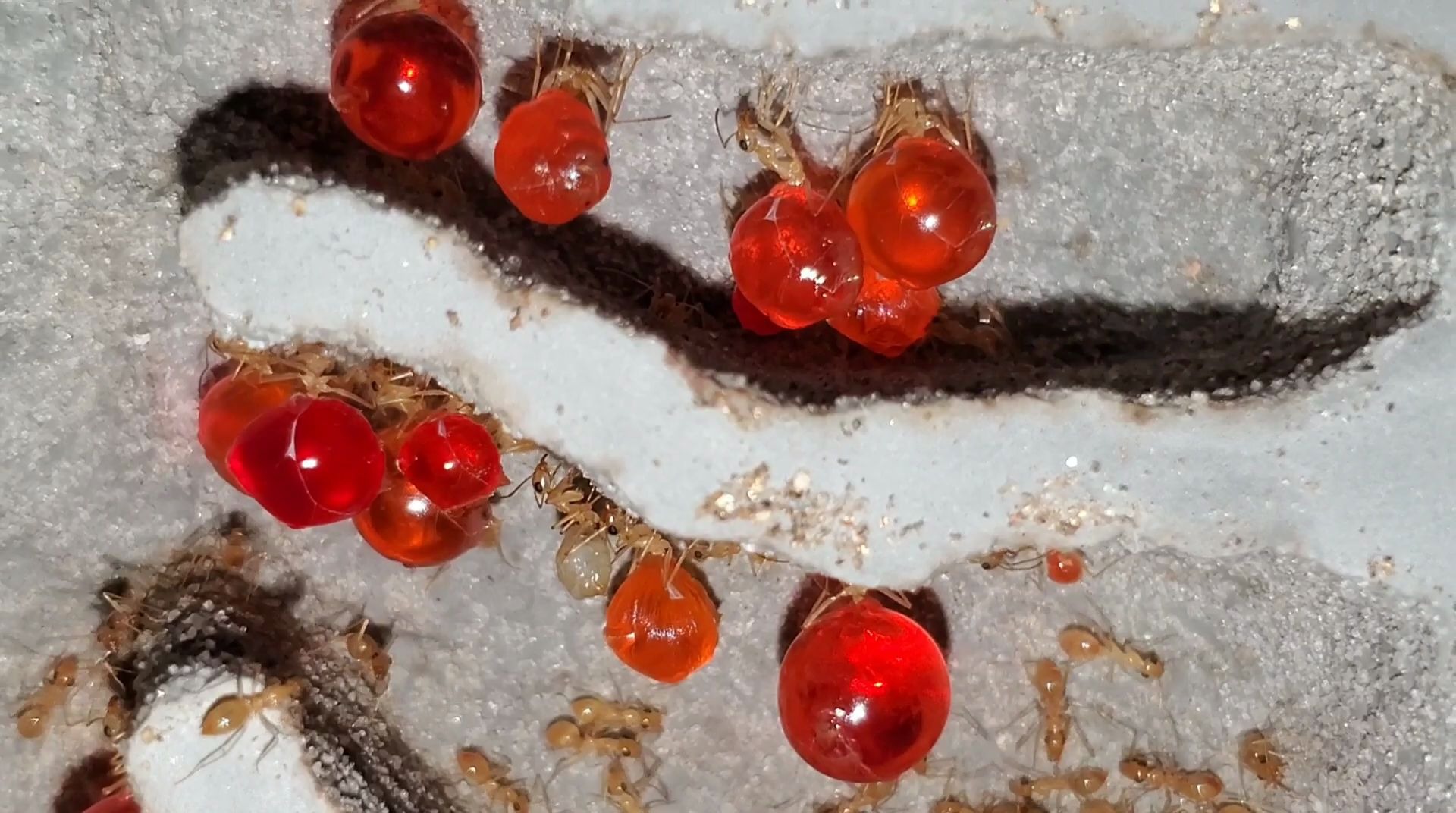 惊艳的血红色罐子 01 纳瓦霍蜜罐蚁 myrmecocystus(honeypot ant)